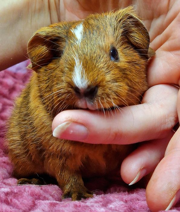 Морская свинка вислоухая американская