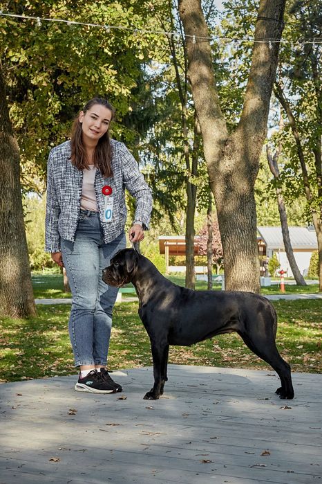 Цуценята від Интерчемпина