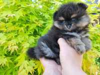 Pomeranian szpic miniaturowy sunia Black and tan