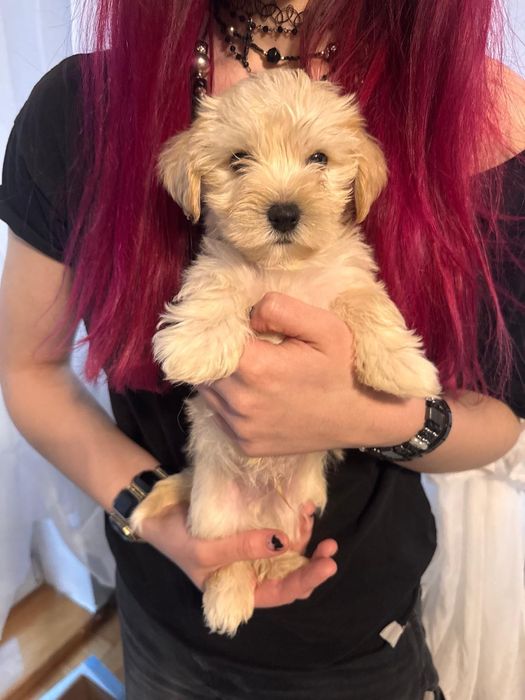 Maltipoo ostatni szczeniak