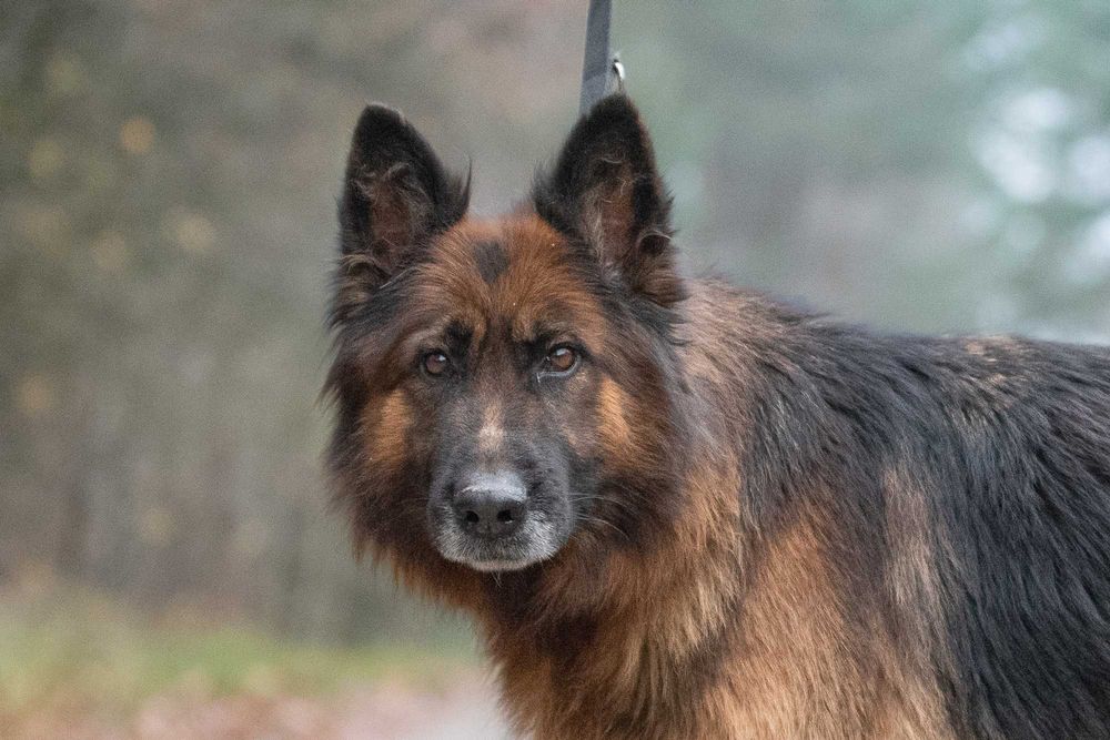 IGNESA - piękna, grzeczna i posłuszna owczareczka