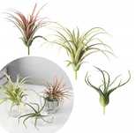 IKEA FEJKA Sztuczna roślina 3szt. Oplątwa Tillandsia