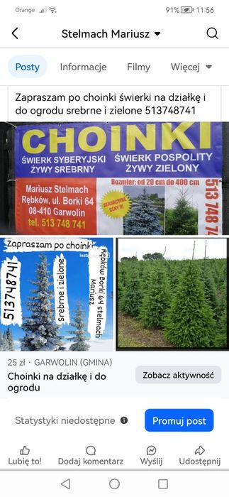 Plantacja choinek srebrne i zielone.