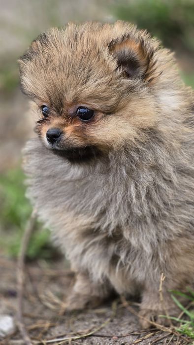 Pomeranian cudowna suczka