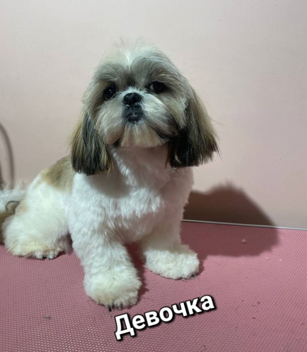 Продам Шит-цу  есть девочка и мальчик подрощенные щенки