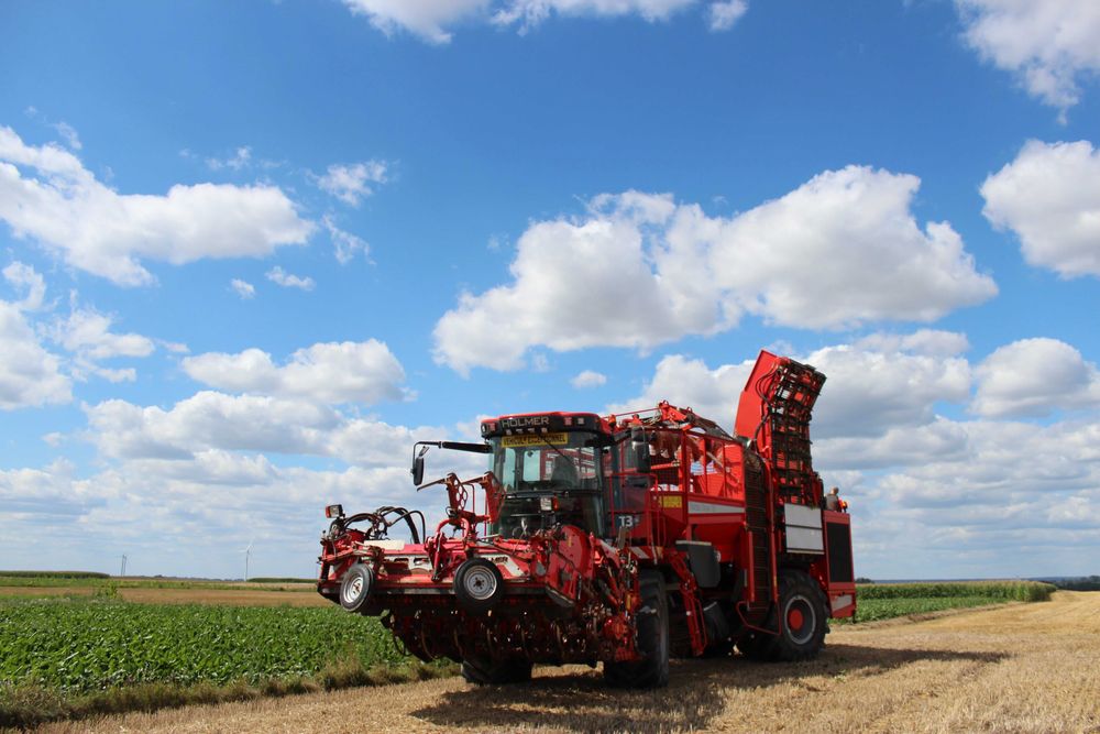 Kopanie buraków cukrowych