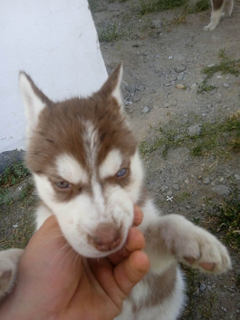 Szczeniak Husky Piwnooki do odbioru