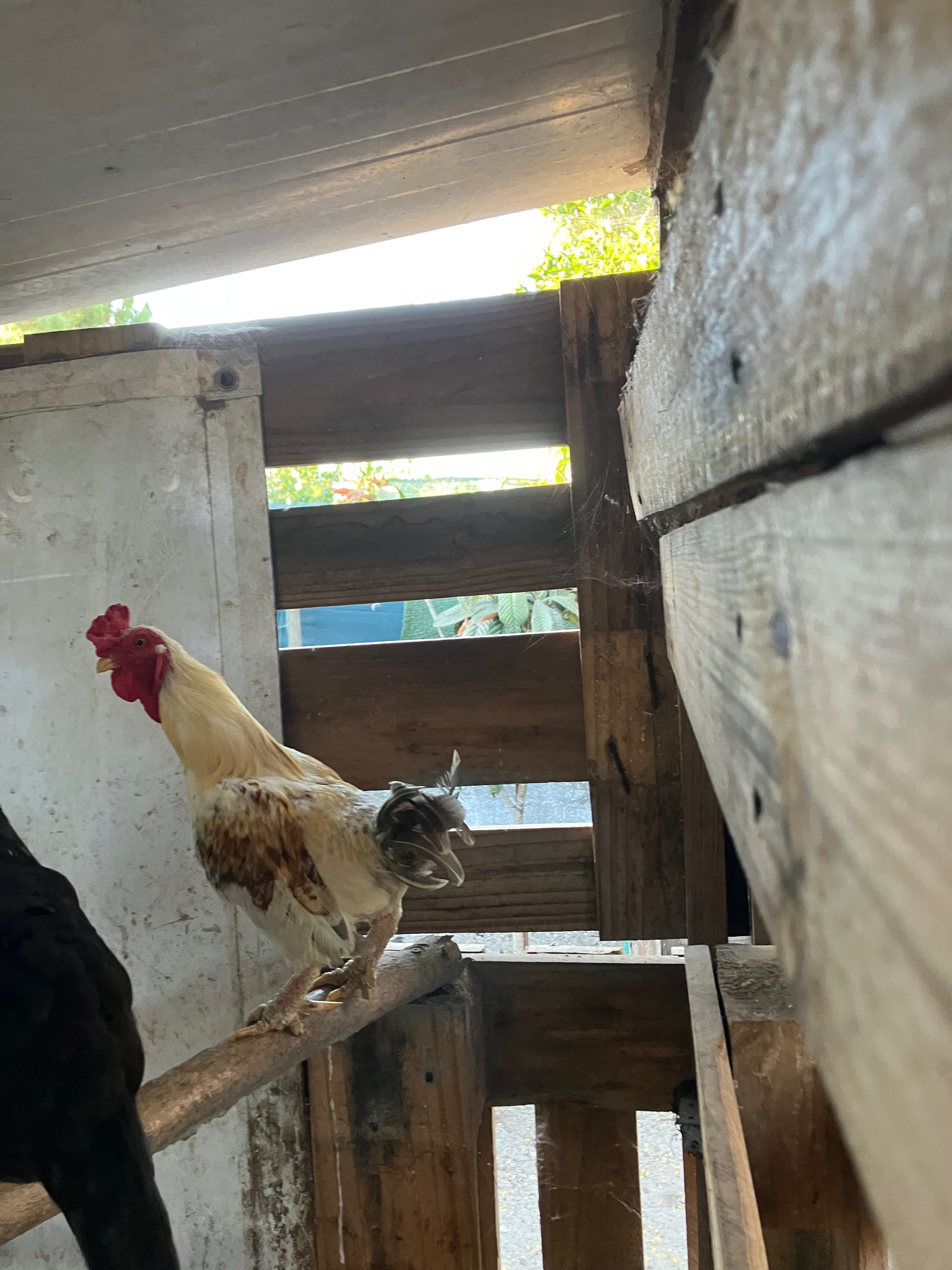 Vende se conjunto de galinhas e galos