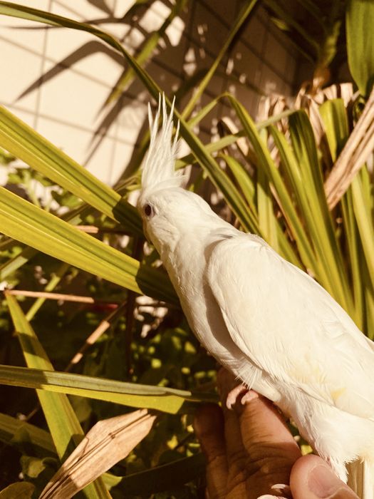 Caturra domesticada excecional Branca