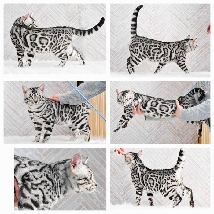 Kociak bengalski gotowy do odbioru kotka bengal rodowód