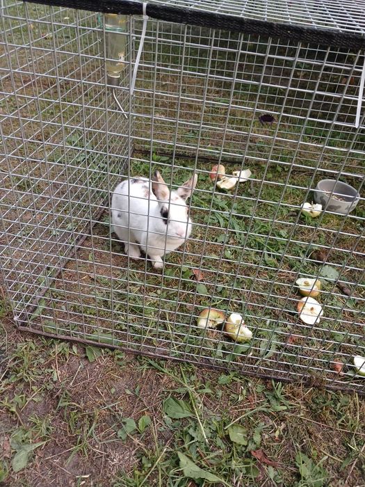 Декоративний кролик