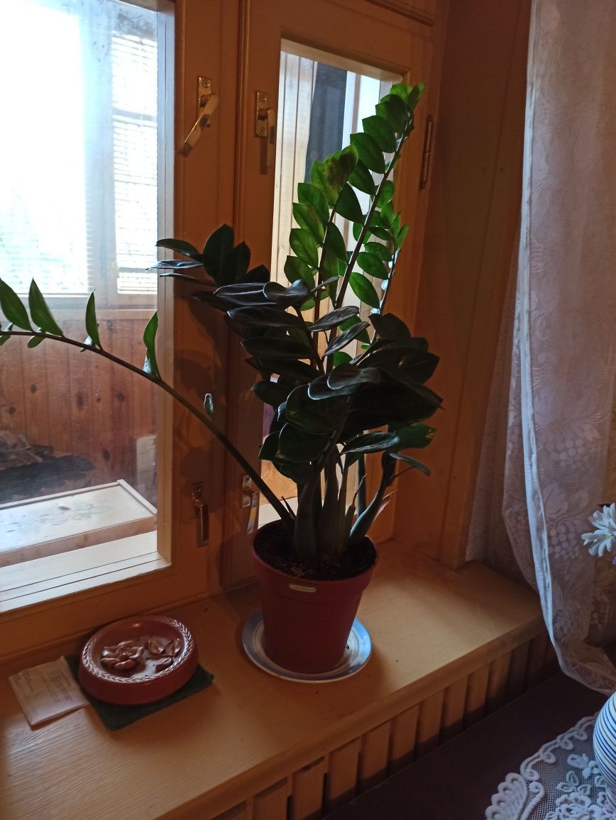 Замиокулькас-долларовое дерево, Красулла - денежное дерево.