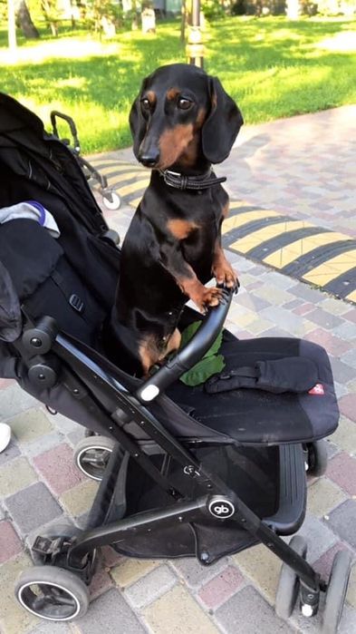 Пропала собака такса