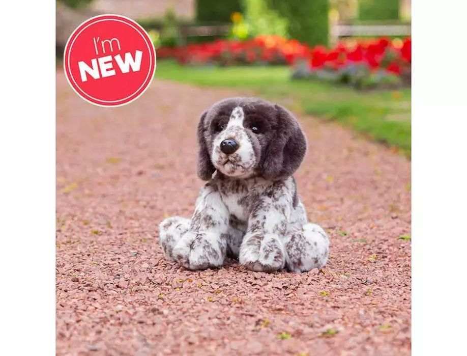 Szczeniak Pointer. One for Fun. Nowy Produkt