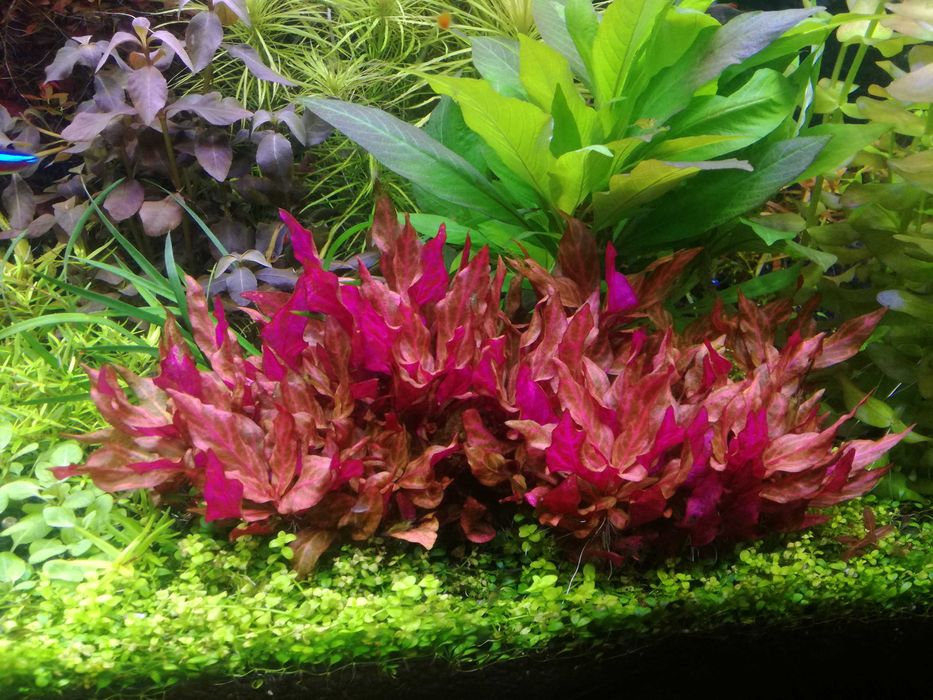 Alternanthera  Rosanervig  na 2 plan. Hodowla podwodna. Gratisy