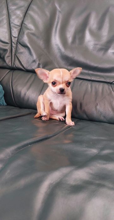 Maleńka suczka chihuahua