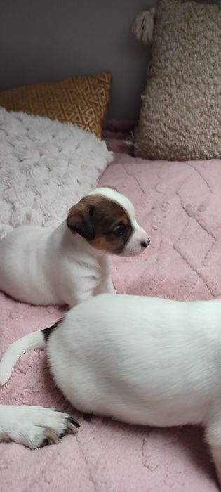 Jack Russell terrier oddam