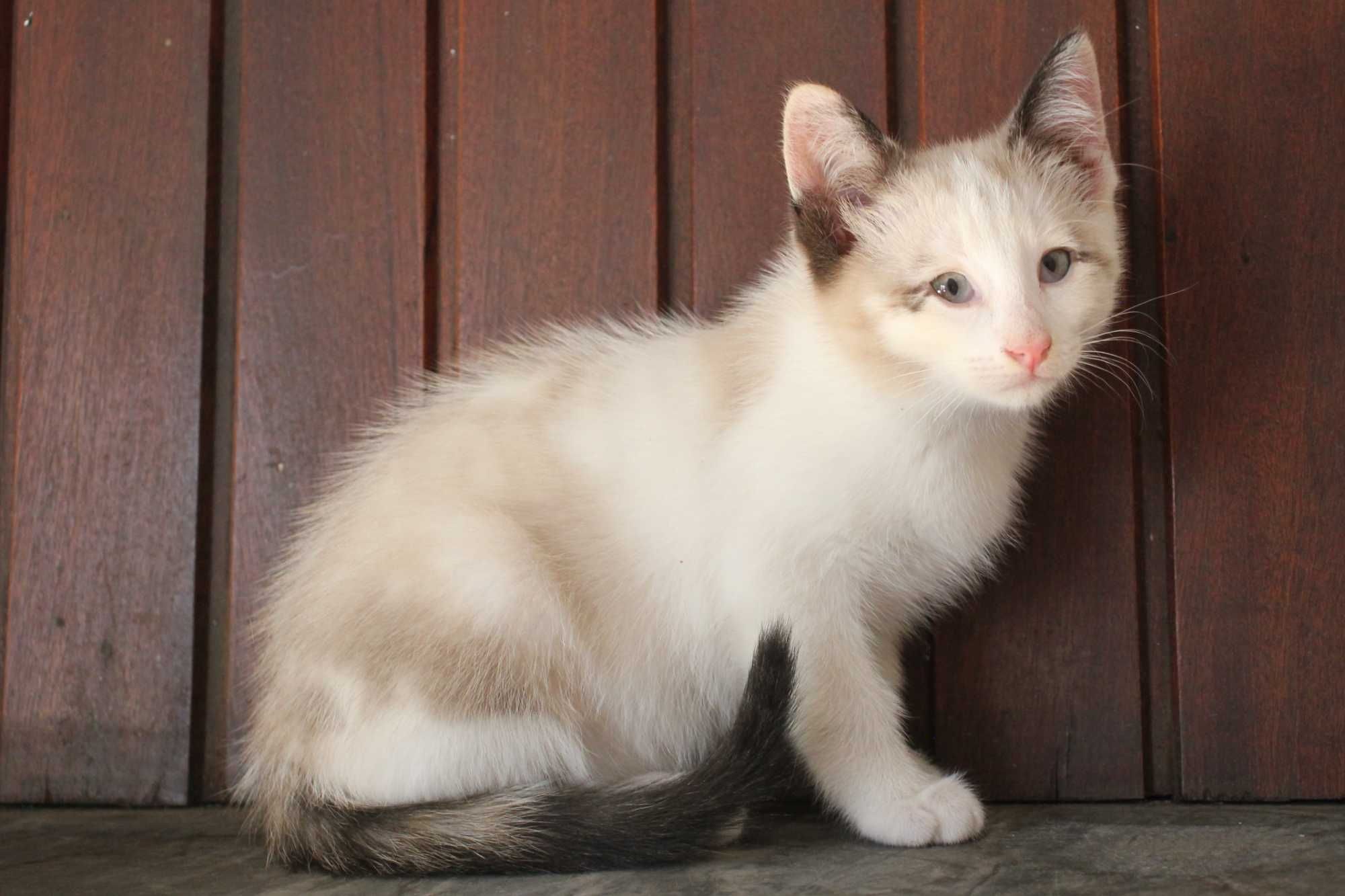 ESTERILIZADA | Gatinha de olhos azuis disponível para adoção ponderada