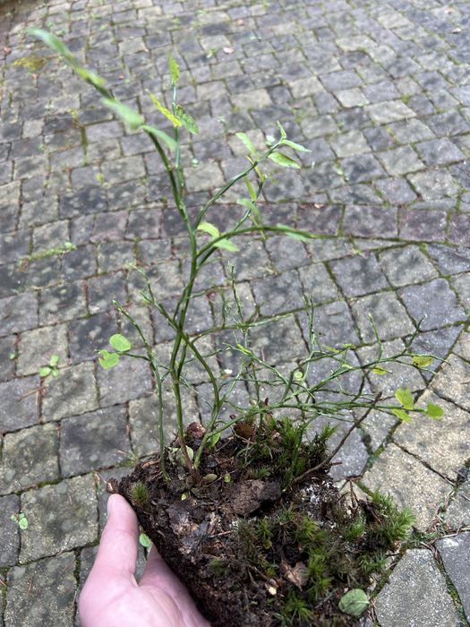 Саджанці  ялиці, ліщини