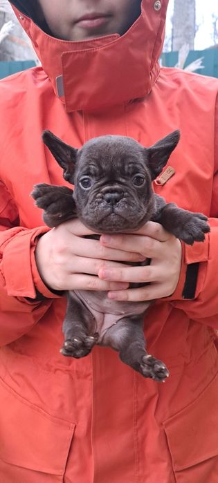 Вязка французский бульдог