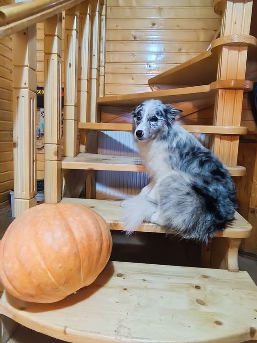 Чистокровні підрощеніі Border Collie