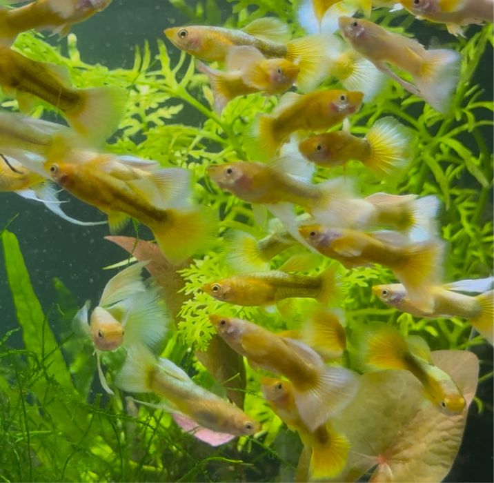 Casais Guppy Metal Blue Lace