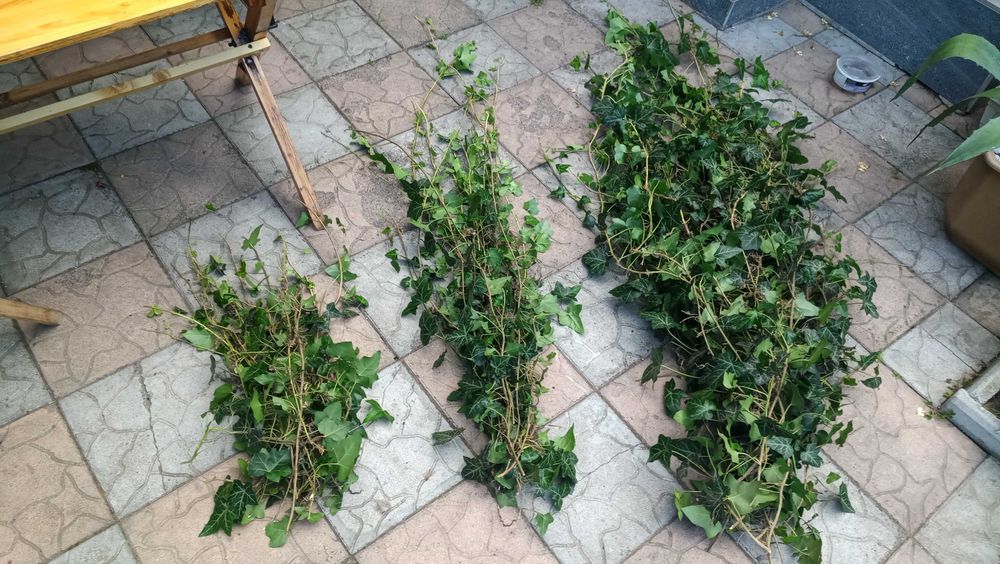 Вуличний вічнозелений плющ