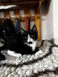Maleńka koteczka do adopcji