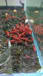 Neocaridina red fire painted