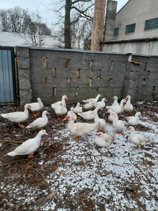 Kaczki i kaczory francuskie z własnego chowu