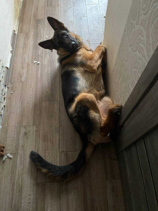 Отдам щенка немецкой овчарки в добрые руки