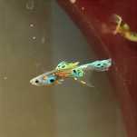 Guppys Endler Hybrid Delta Fan Tail jovens