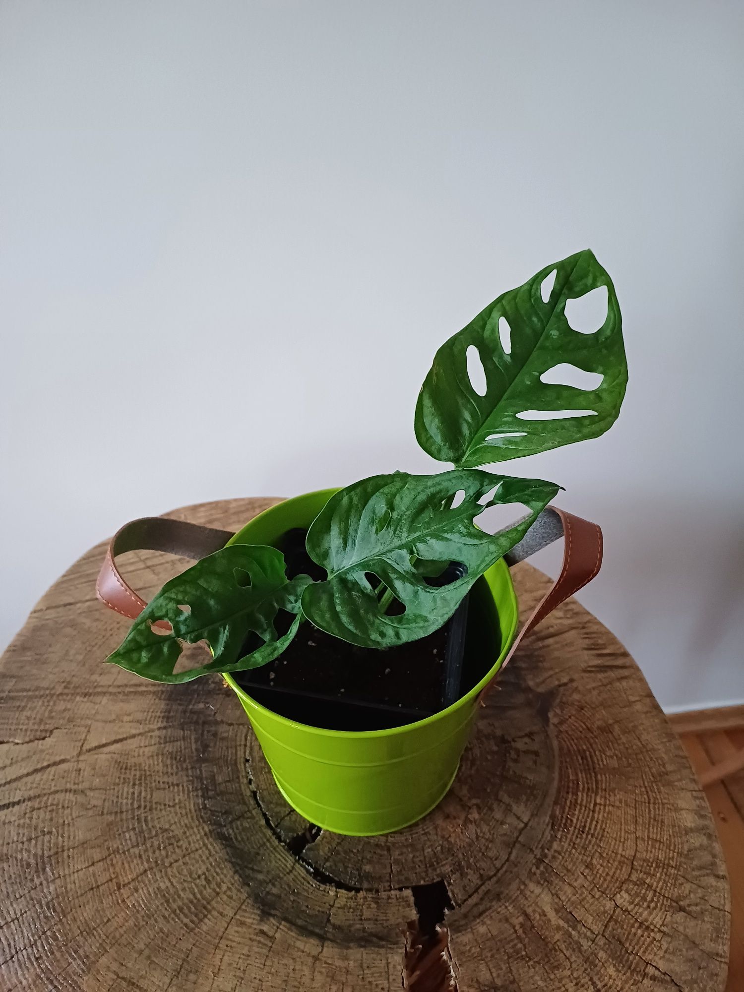 Monstera  Monkey Mask w Zielonej osłonce