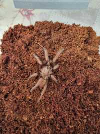 Ptasznik Chilobrachys fimbriatus samica | pająk | Petmarket