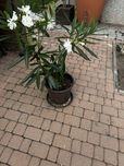 Oleander kwiatek 100cm 2 letni