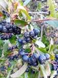 Aronia owoce sprzedam