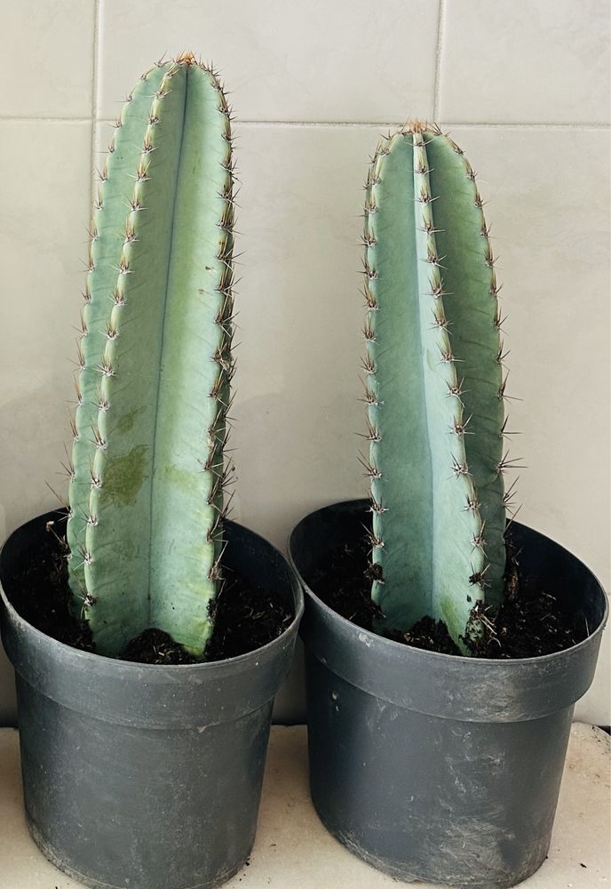 Cacto Cereus Peruvians azul dá fruto até 50cm