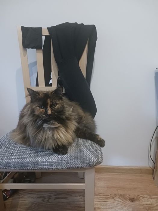 Zaginęła kotka Fox nagroda 3000 zł