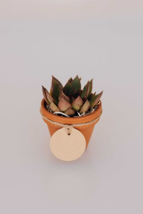 Lembrança suculenta vaso mini
