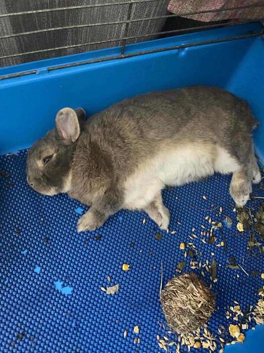 Oddam królika za darmo