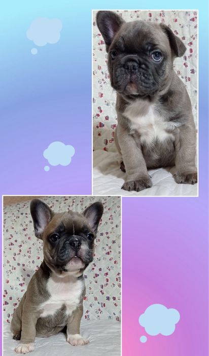 Шикарні французики міні