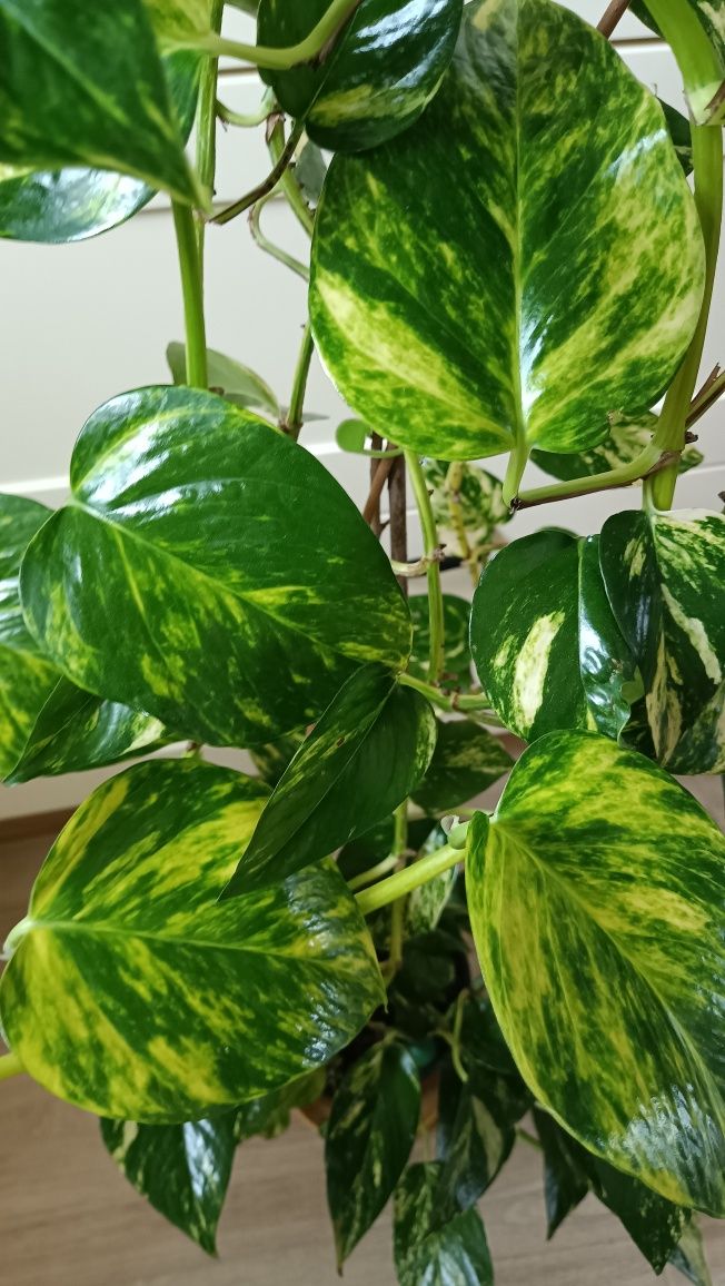 Epipremnum Aureum (złociste). Długość pędów ok 3 metry.