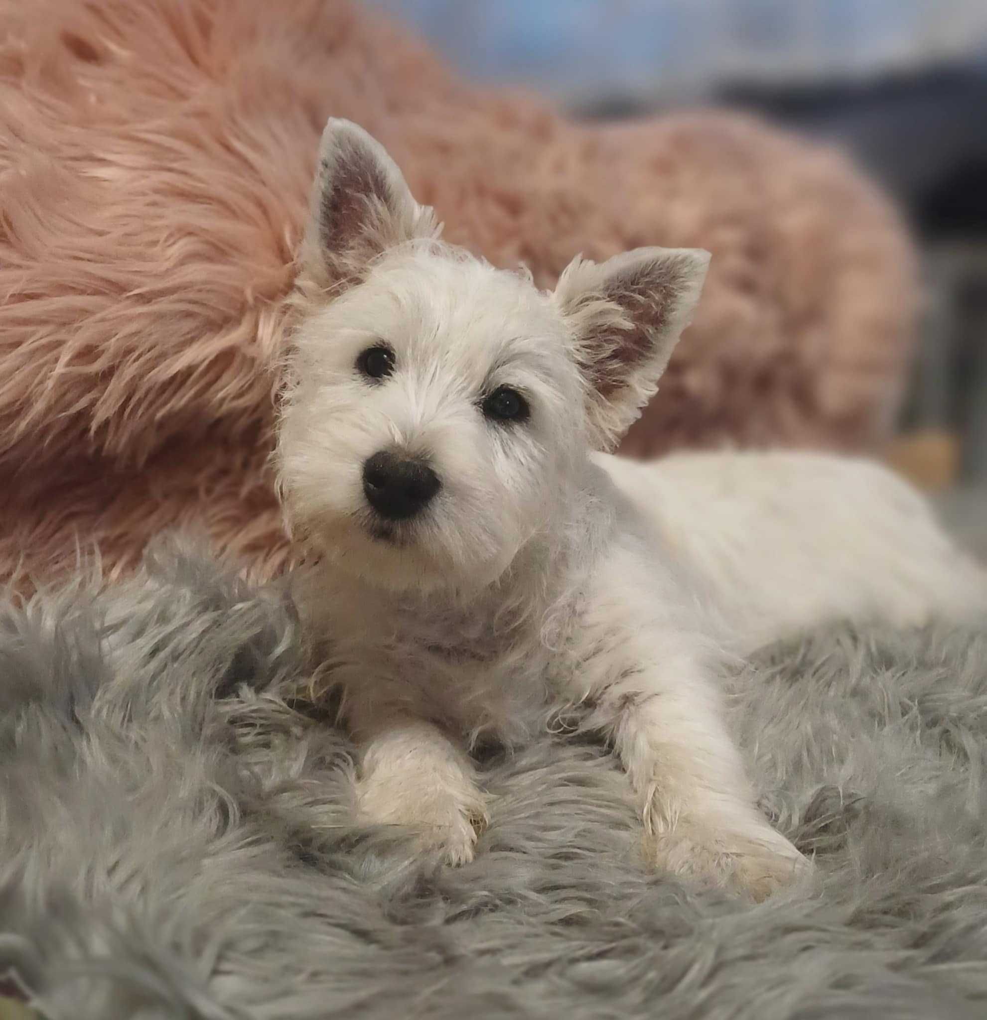West Highland White Terrier