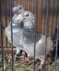 Gołębie Staropolskie ( 4 samczyki 2 szymle na ciemnych lotkach i 2 pło