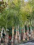 Coqueiros Bom Preço/Plantas/Jardim