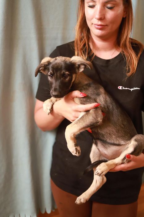 Taja - miły i łagodny szczeniak szuka kochającego człowieka