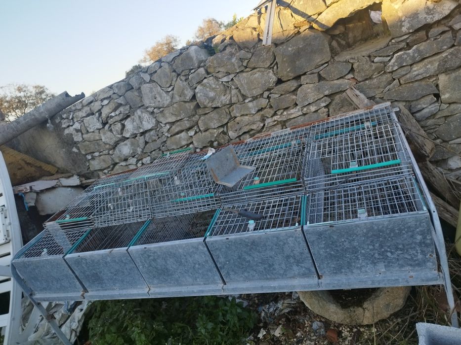 COELHEIRA   como   nova