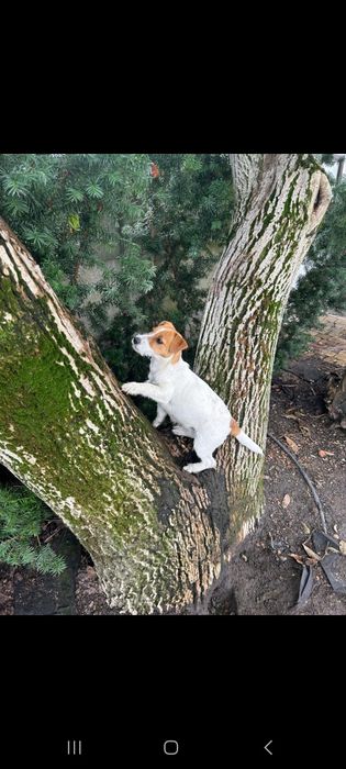 Suczka Jack Russell Terrier