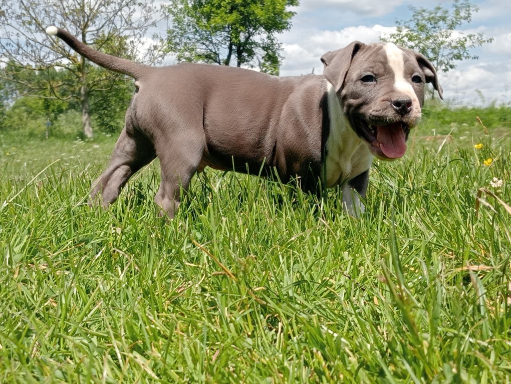 Amstaff blue chłopaki