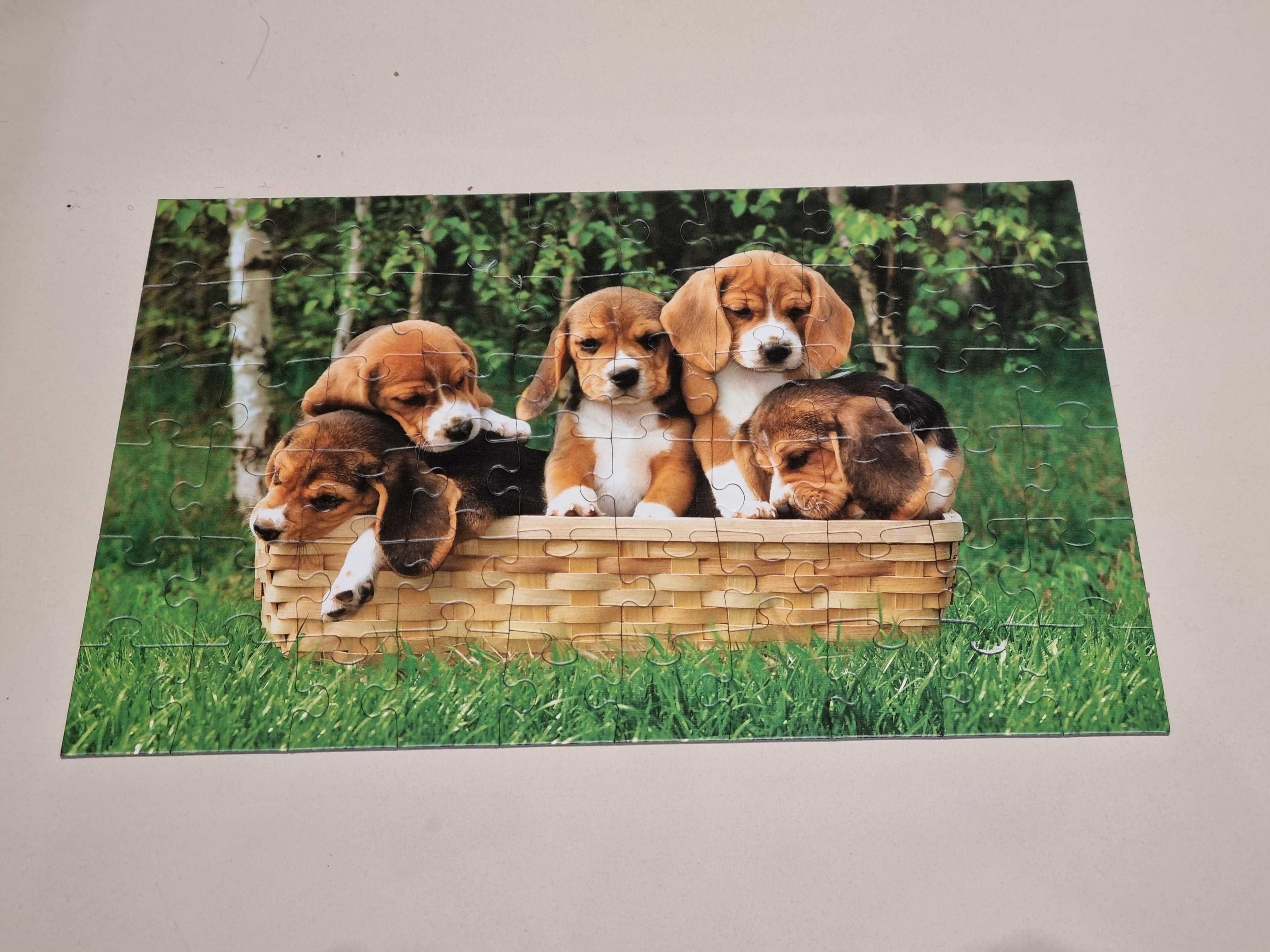 Puzzle Trefl 60 Psy, pieski, szczeniaki beagle